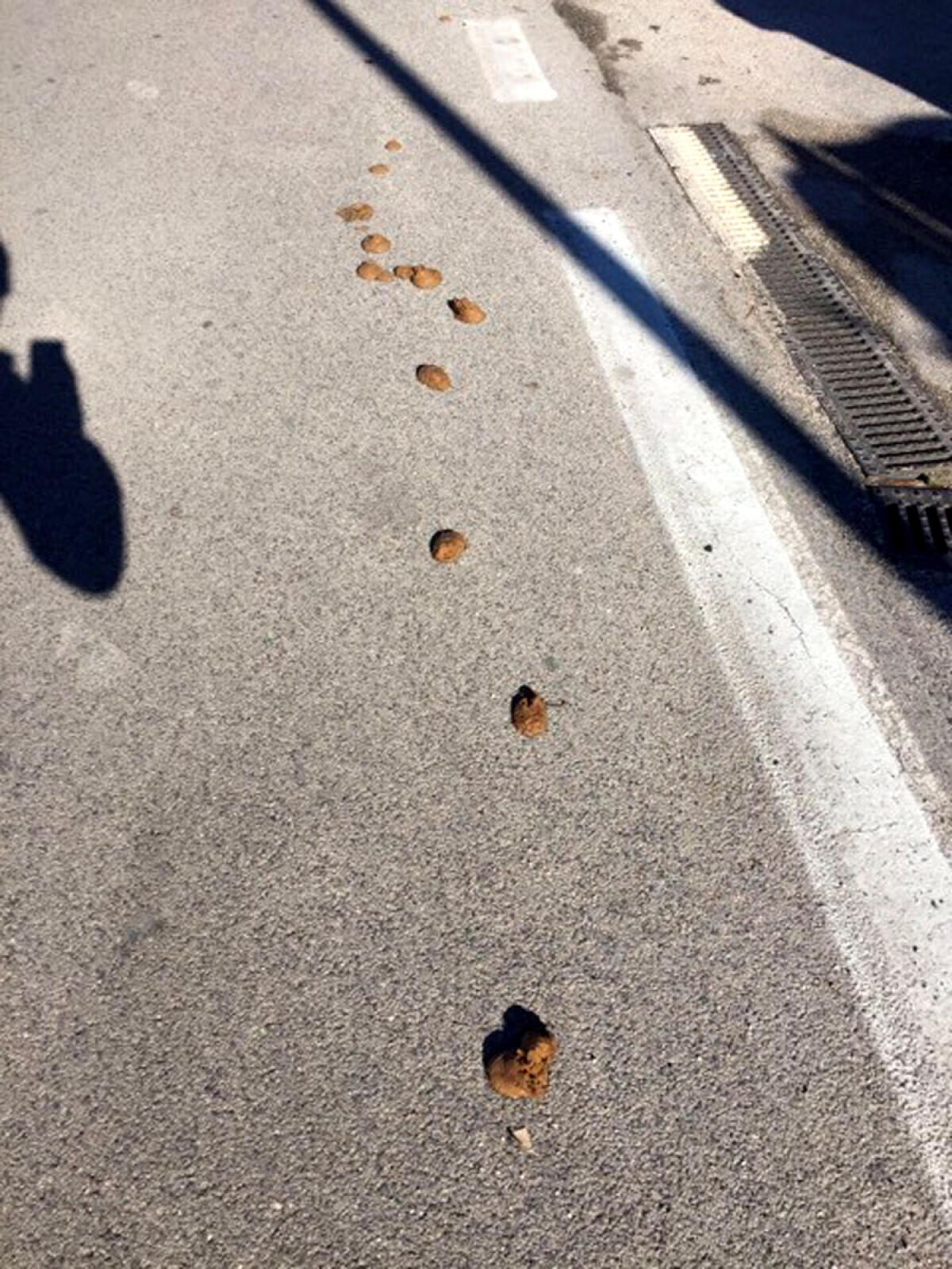 Aprilia - Strade e marciapiedi costellati di escrementi di cane: "Non se ne può più" - 