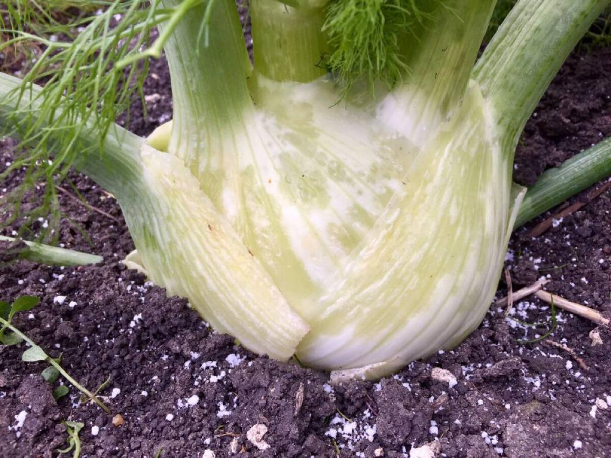 LATINA - Coltivazioni distrutte dal gelo, la Coldiretti chiede il riconoscimento dello stato di calamità naturale. - 