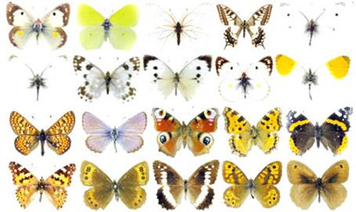 On line una guida per identificare le farfalle del Giardino di Ninfa. - 