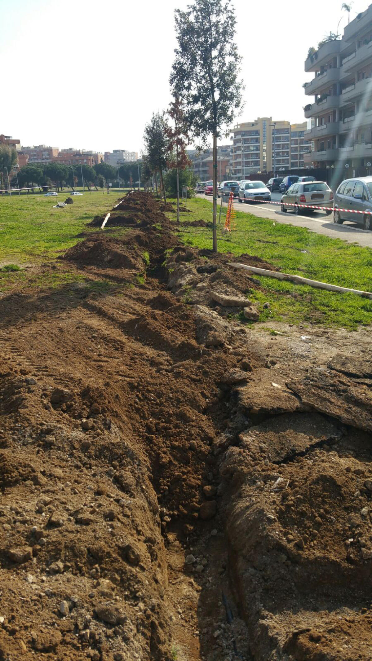 Pomezia, messi a dimora in centro 231 nuovi alberi - 