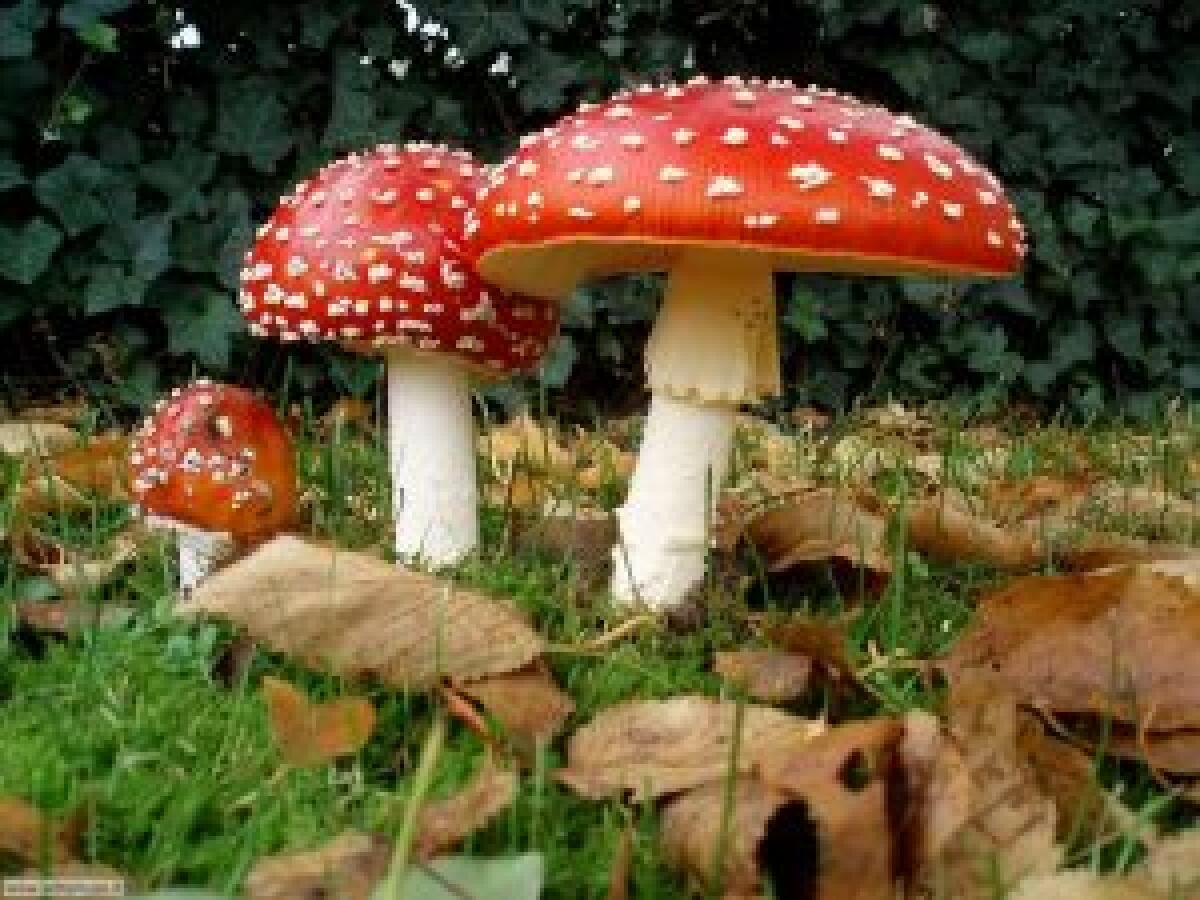 LATINA – L’Amep avvia un nuovo corso di formazione per raccogliere funghi. - 
