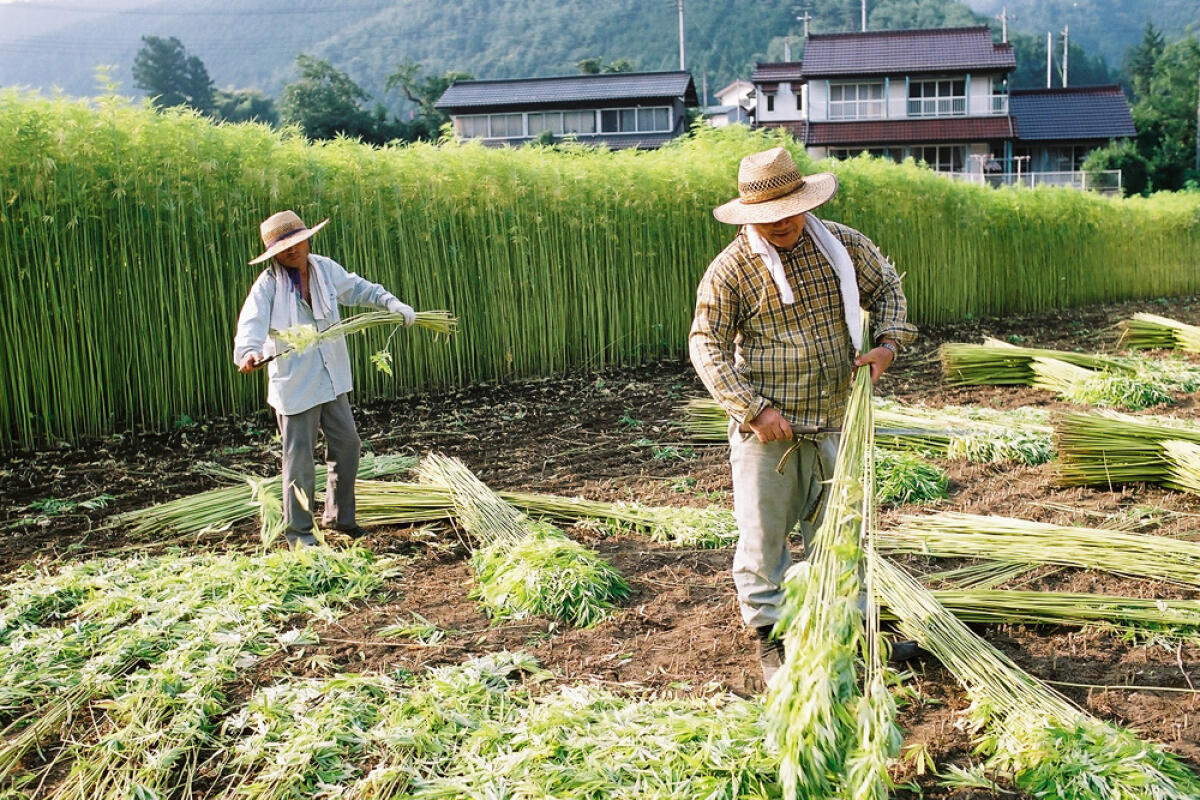 A Cori questa domenica la Festa della Semina "Canapa in piazza" - 