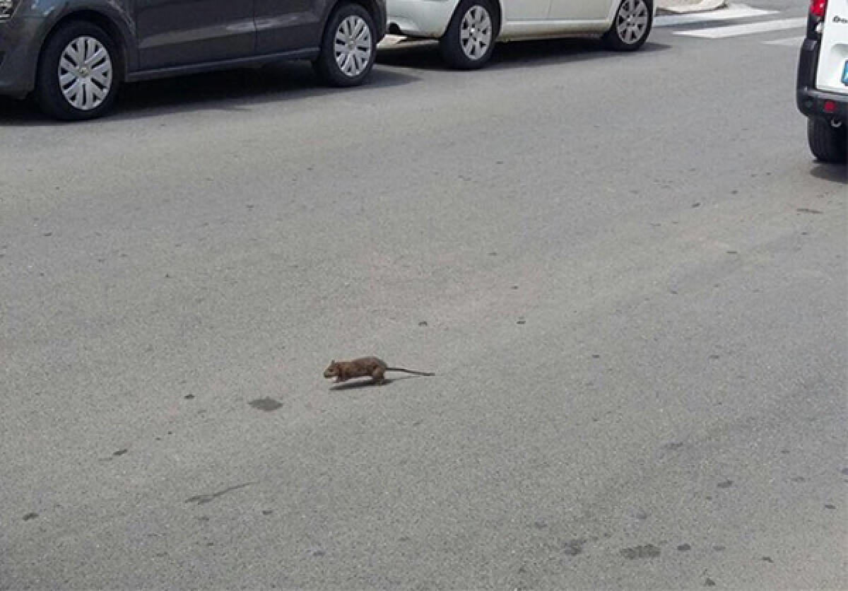 Topi in centro ad Aprilia: aumentano le segnalazioni - 