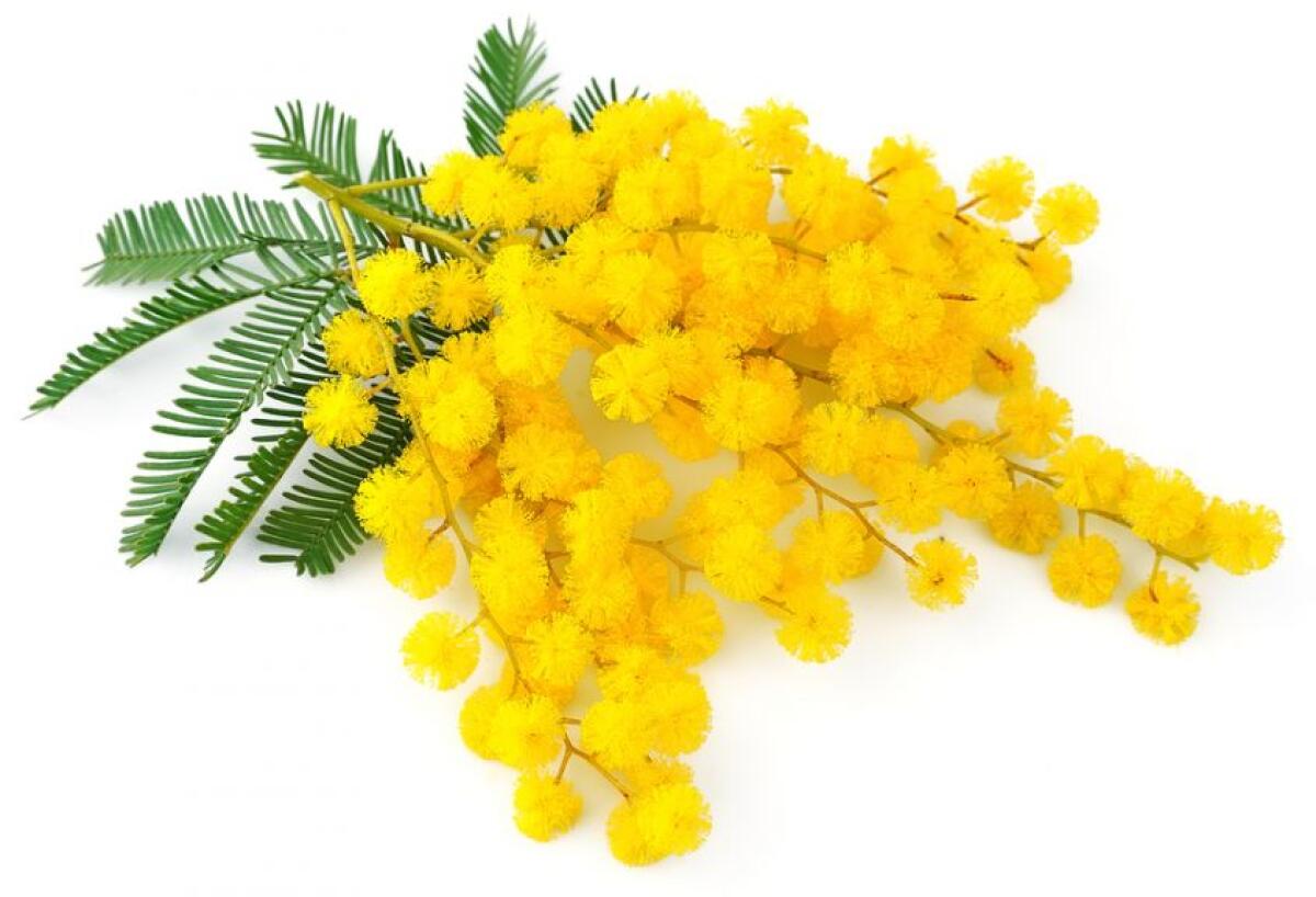 LATINA – Questo mercoledì l'iniziativa dei giovani della Croce Rossa per la “Giornata delle Donne”. - 