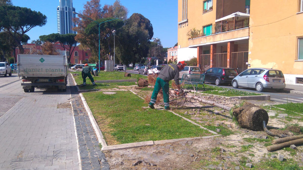 Nuovi alberi su Viale Italia a Latina - 