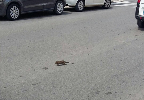 Un topo in via Galileo Galilei