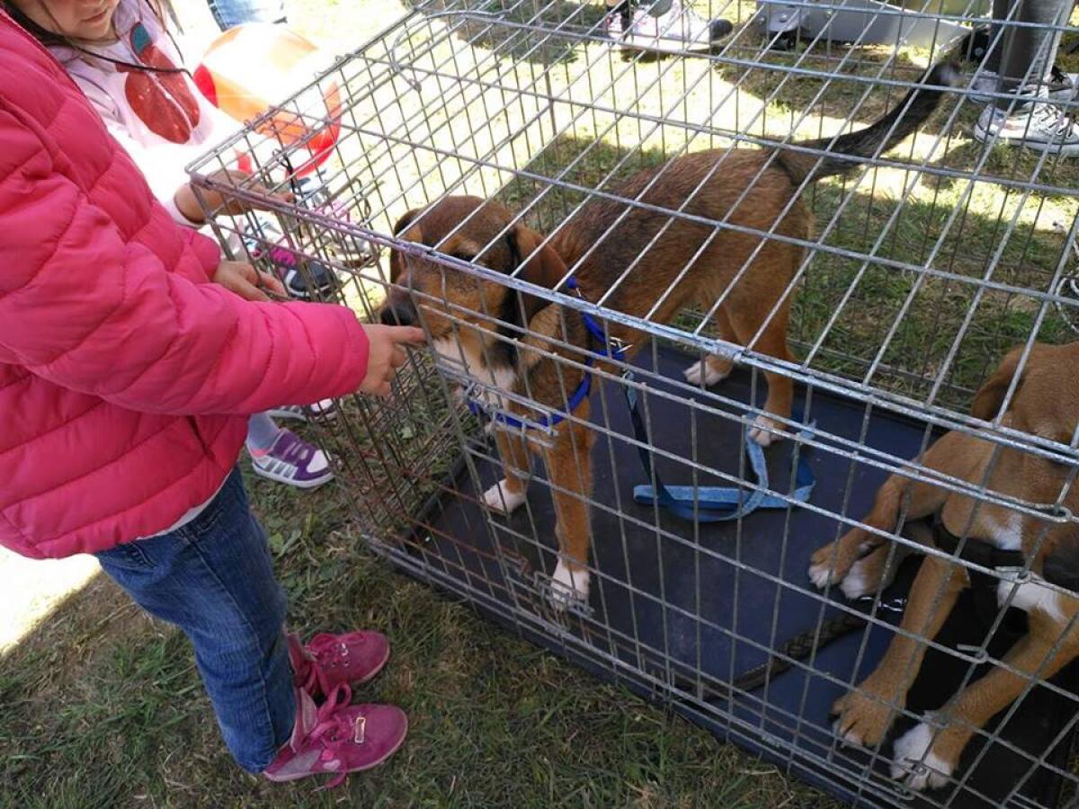 L'associazione “Amici di Birillo” protagonista alla Mostra Agricola di Campoverde. - 