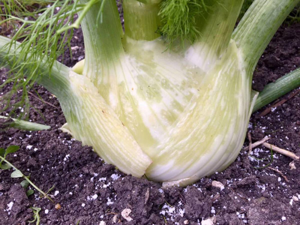 Anche le coltivazioni dei Castelli Romani devastate dalle gelate: raccolti compromessi. - 