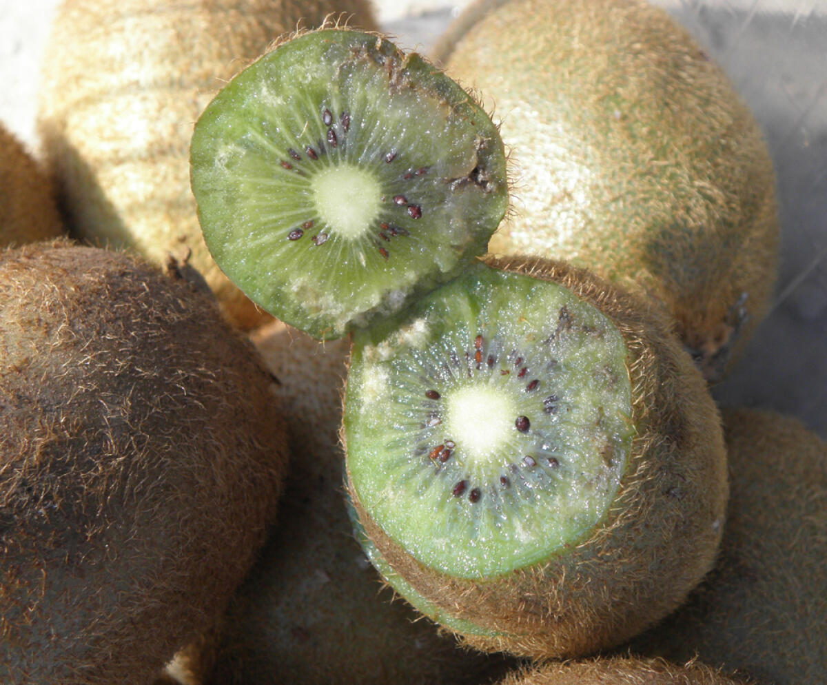 APRILIA - Danni a colture viticole e del kiwi: il Comune chiede l'intervento della Regione. - 