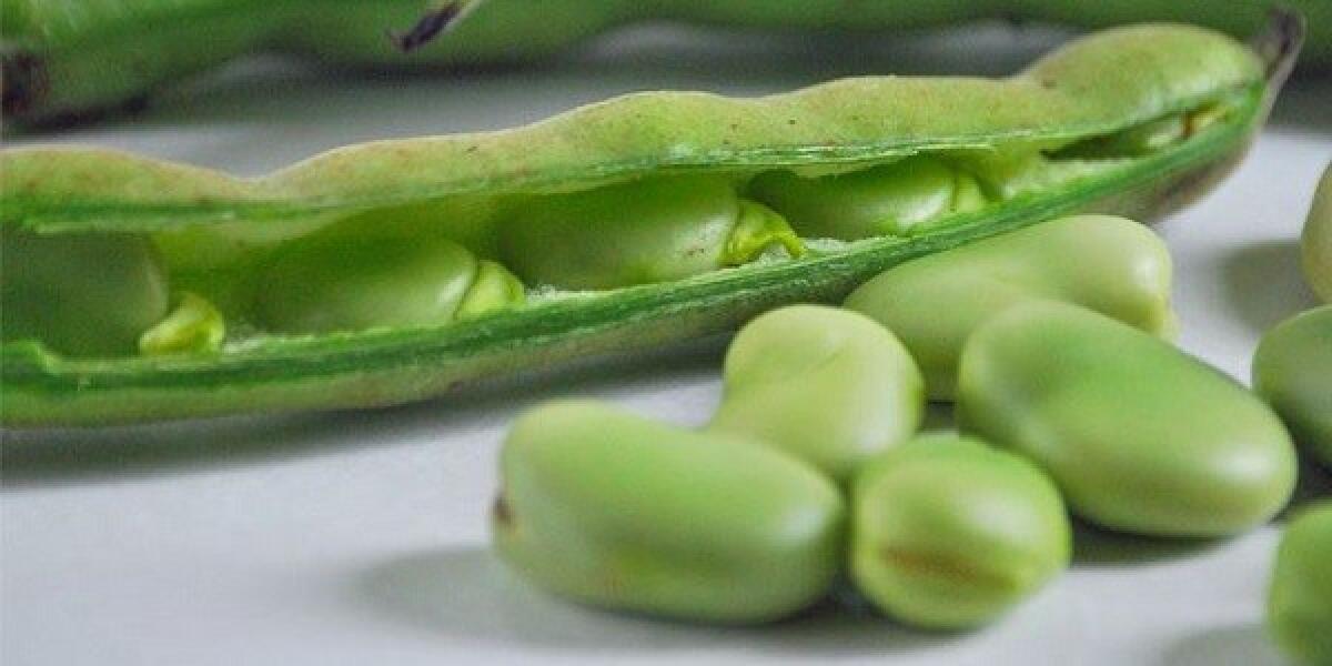 Favismo, ordinanza in vigore nel comune di Pomezia. - 