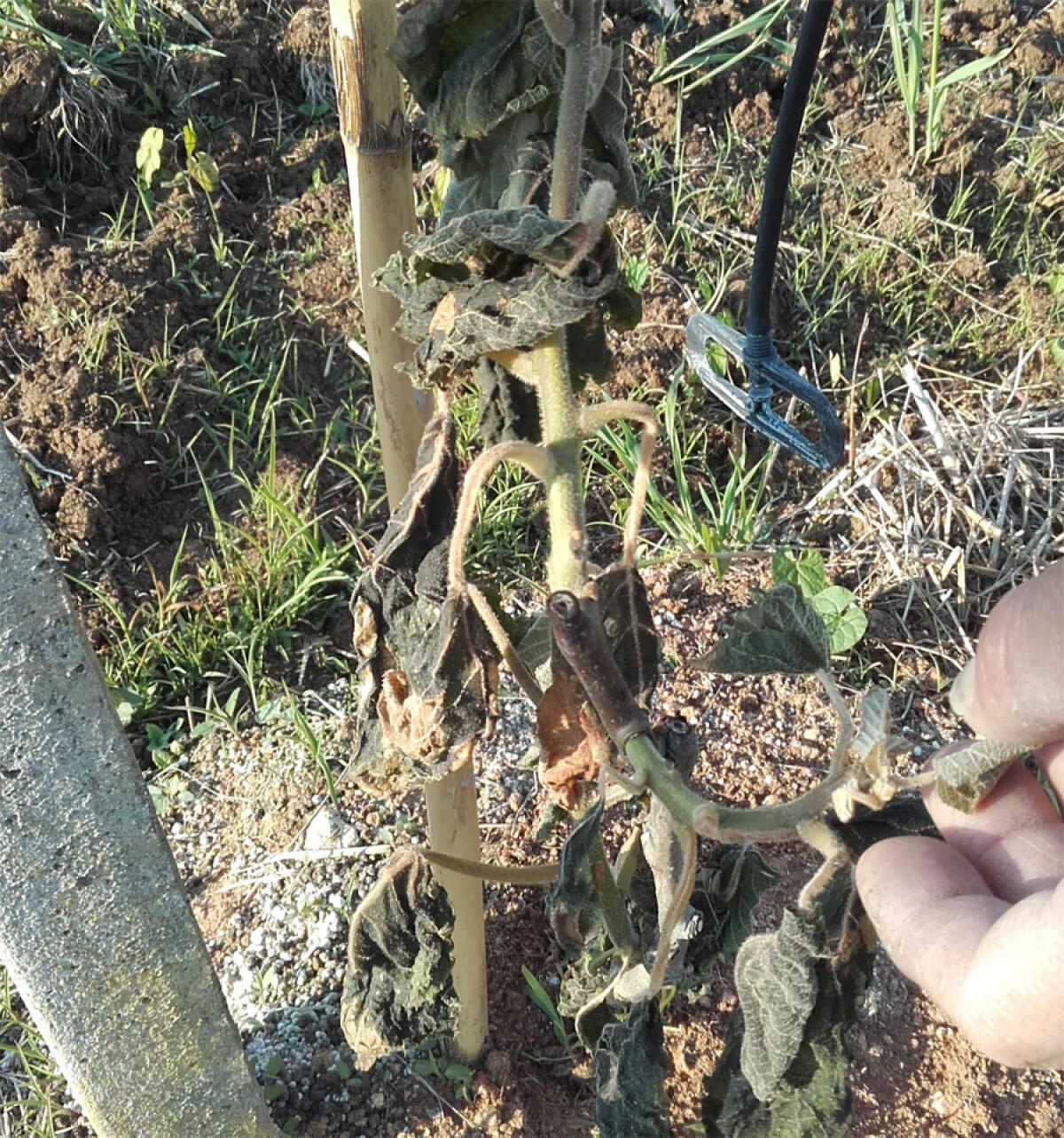 Latina, effetti devastanti della gelata di venerdì notte tra Aprilia e Cisterna: compromessi kiwi e vigneti - 