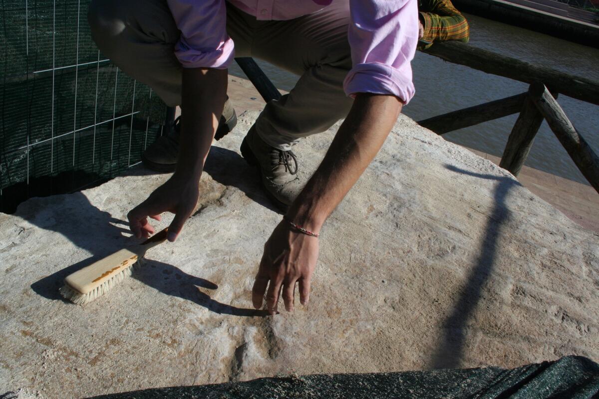 L'impronta di dinosauro ritrovata a Rio Martino esposta al museo di Borgo Sabotino - 