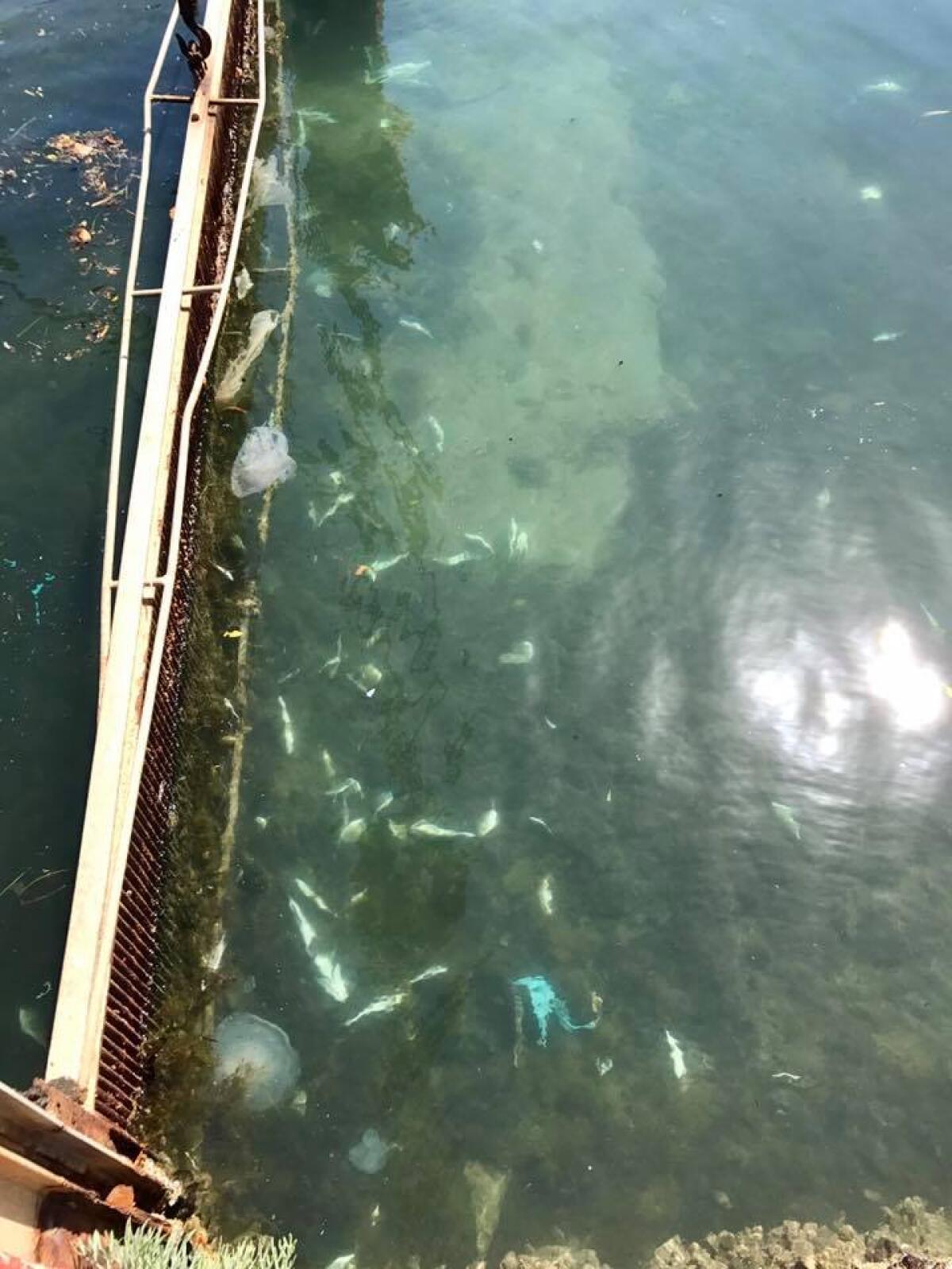 WWF Lazio: "Si faccia chiarezza sulla moria di pesci a Sabaudia" - 