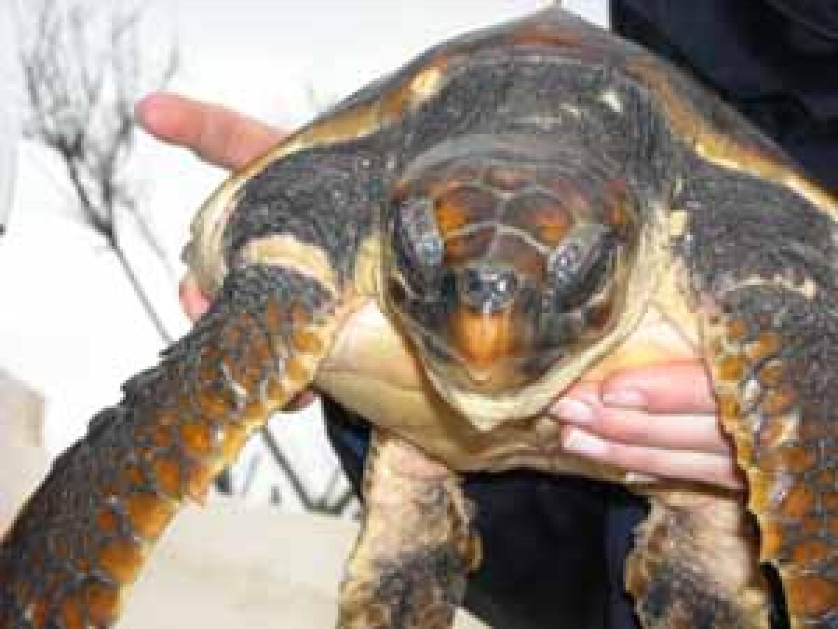 SABAUDIA – Valizia e Viventi, due bellissimi esemplari di tartarughe Caretta Caretta, oggi tornano in libertà. - 