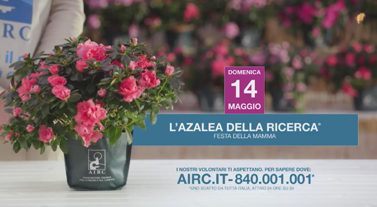 Festa della Mamma, questa domenica torna l'Azalea dell'AIRC - 
