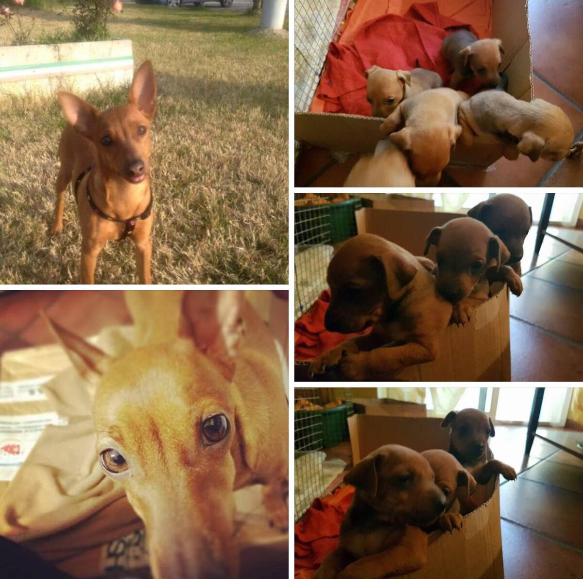 Aprilia, un lieto fine per la pinscher Daisy e i suoi 4 cuccioli: sono tornati a casa! - 