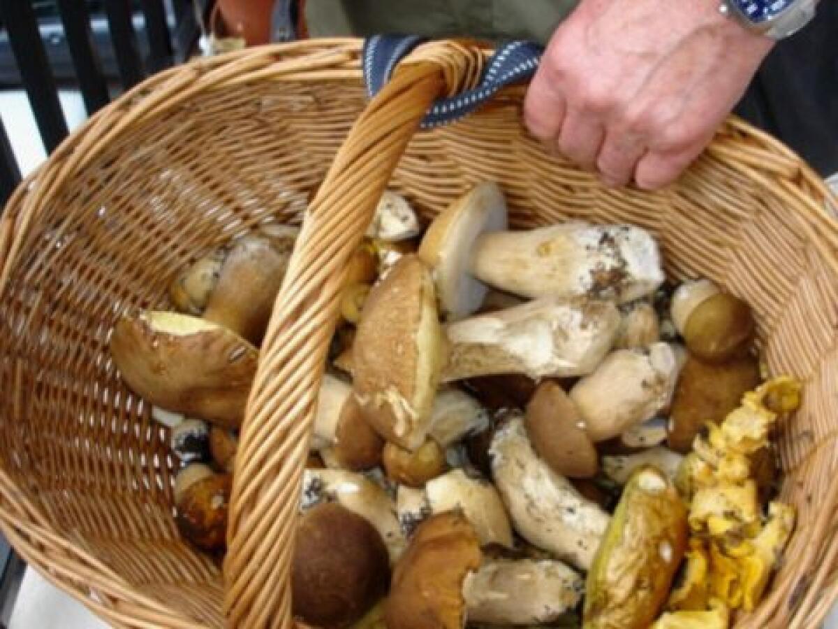 “Sagra del Fungo Porcino” nella frazione di Colle di Fuori, a Rocca Priora. - 