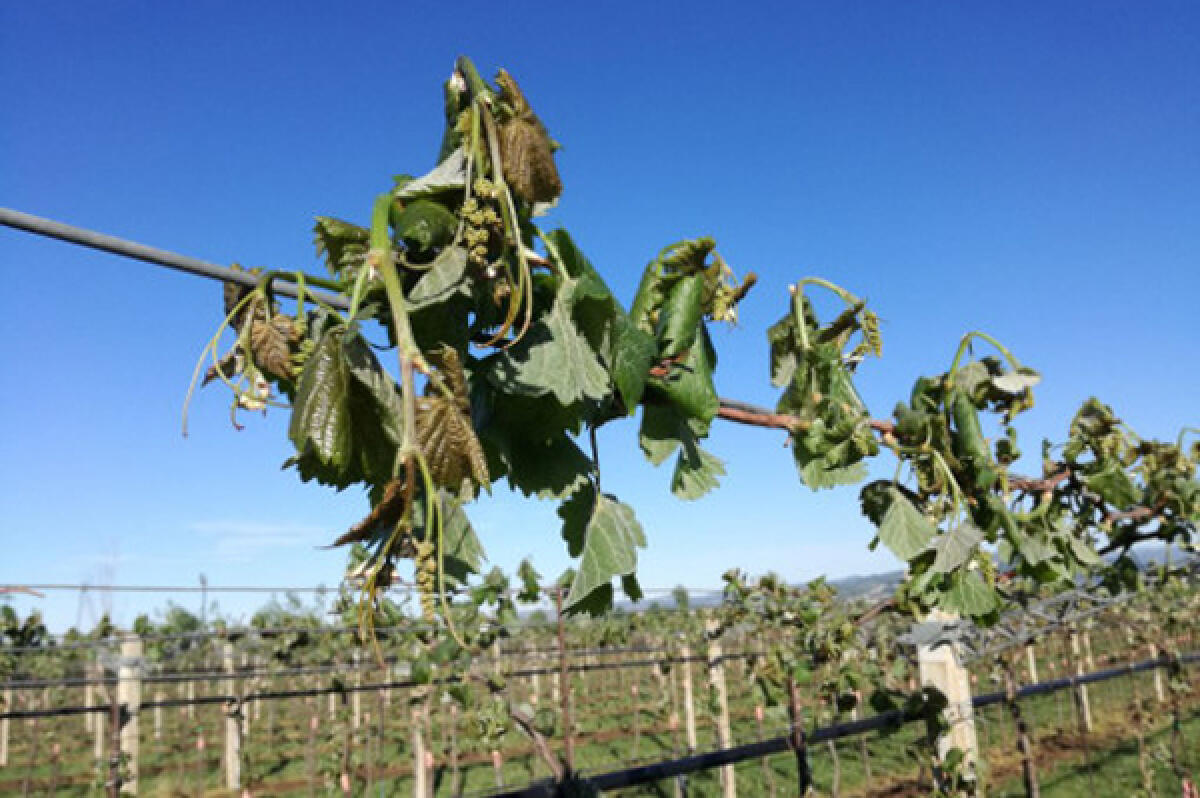 La Regione Lazio approva in giunta la richiesta di calamità per le gelate di aprile: danni per 74milioni di euro in provincia di Latina. - 