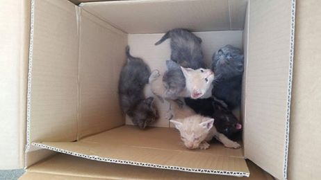 I gattini ritrovati dal sindaco di Cisterna