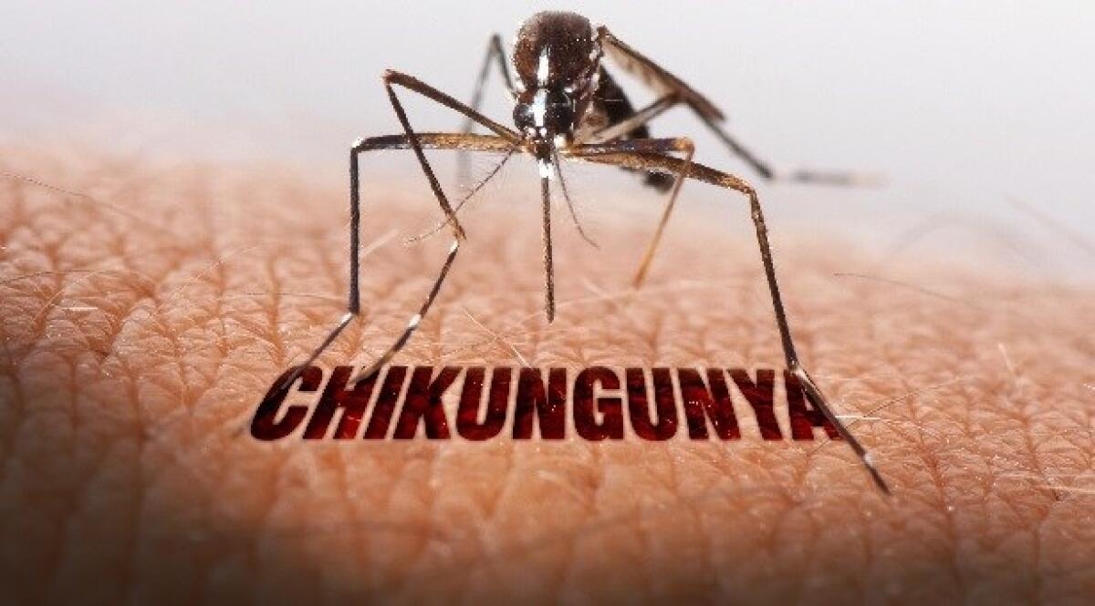 Chikungunya ad Aprilia, i grillini: "Si sarebbe dovuto invocare il principio di precauzione" - 
