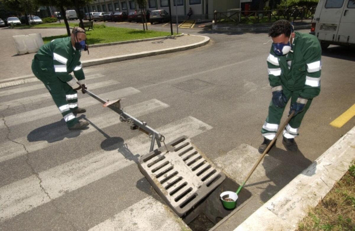 Zanzara infetta: ad Anzio disinfestazione straordinaria per tutta la settimana. - 