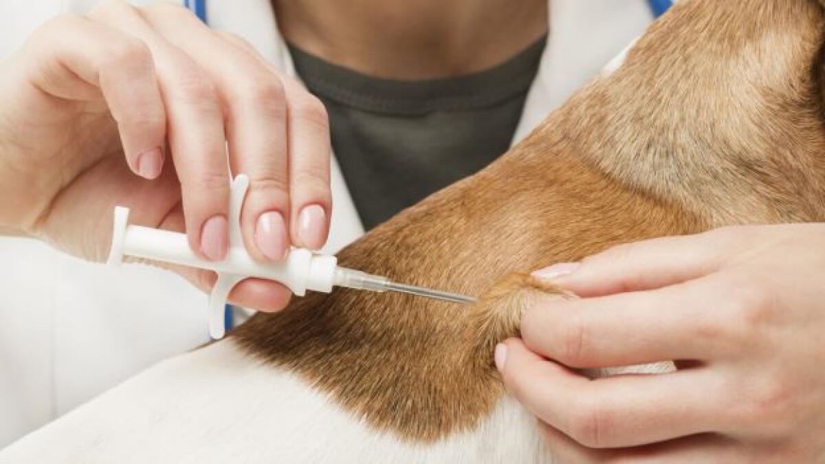 A Rocca Priora la seconda giornata di microchippatura canina gratuita. - 