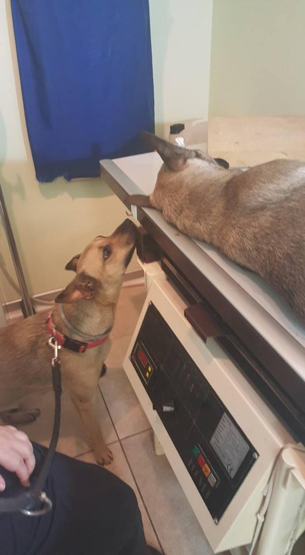 LATINA - La commovente storia di Tequila e Bum Bum: appello per coprire le spese veterinarie. - 