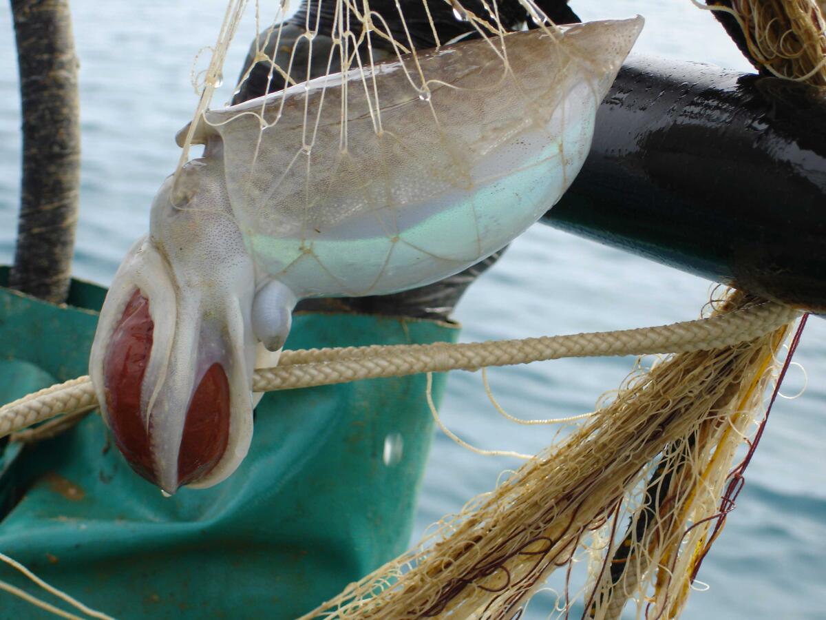 “Nero di seppia day”: questa domenica a Nettuno una gara di pesca sportiva. - 