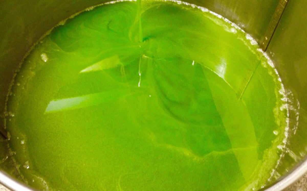 Qualità organolettiche dei nuovi oli extravergine di oliva: i soci Capol si riuniscono oggi a Priverno. - 