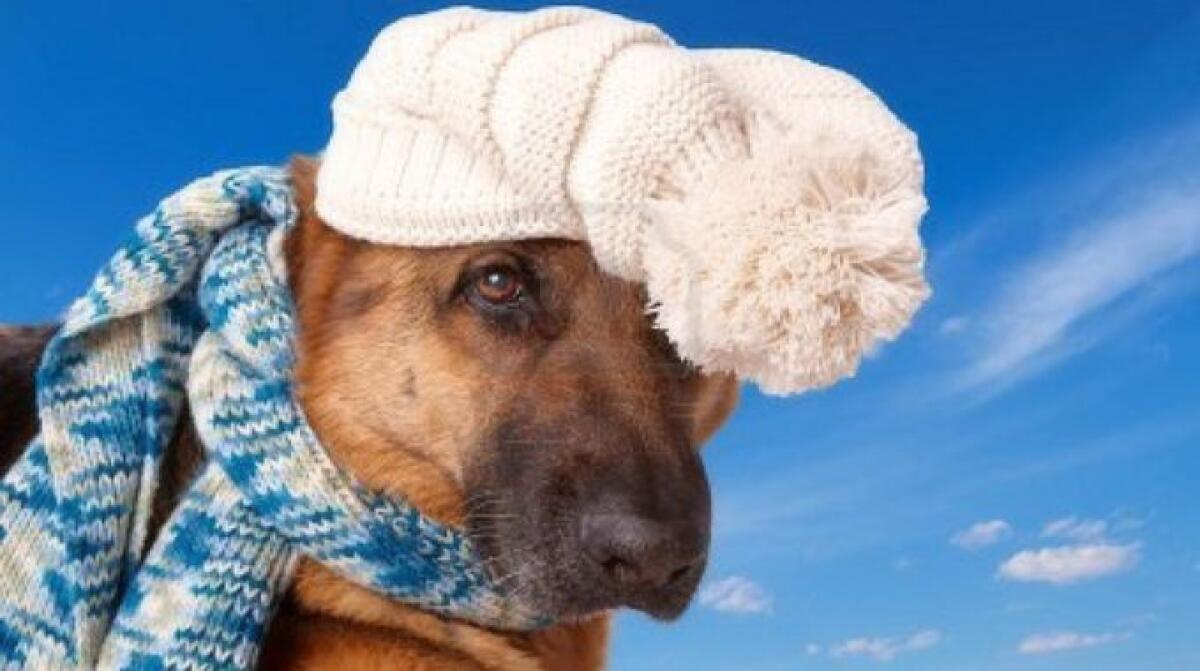 Proteggiamo i nostri animali dal freddo, 10 consigli utili - 