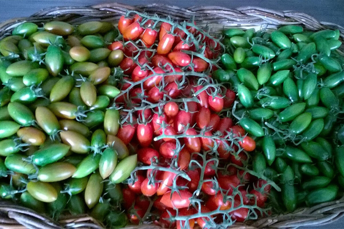 Il pomodoro torpedino di Fondi vince “The WineHunter Award”, premio di eccellenza europeo. - 