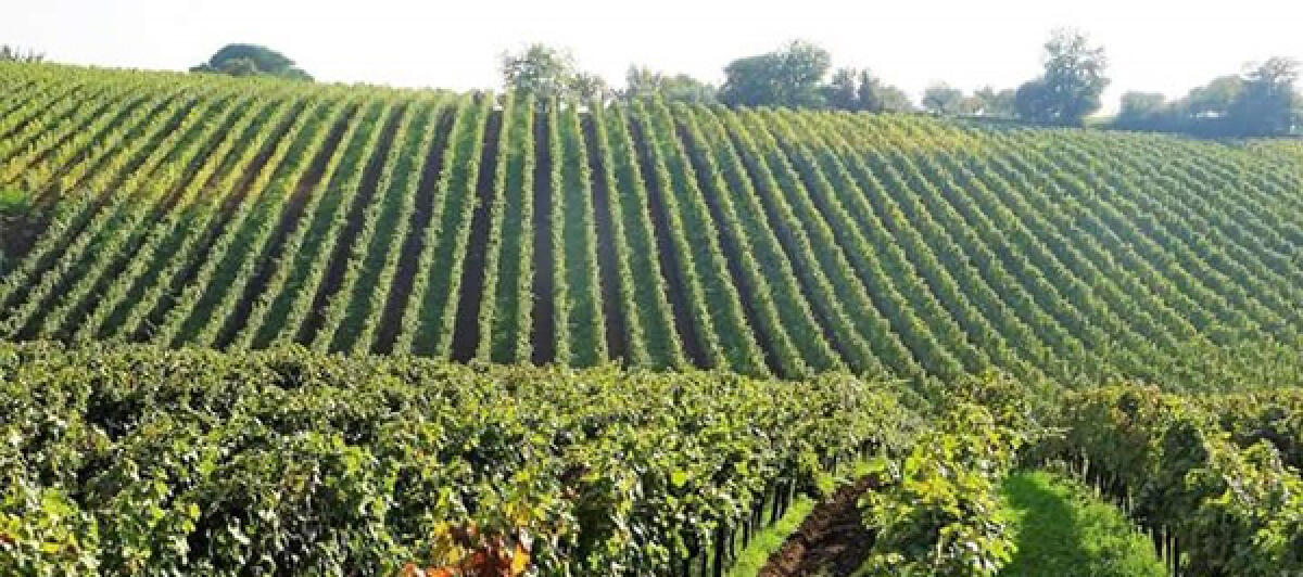 Oggi a Cori l’inaugurazione dello Sportello Unico per le Attività Agricole del Comune. - 