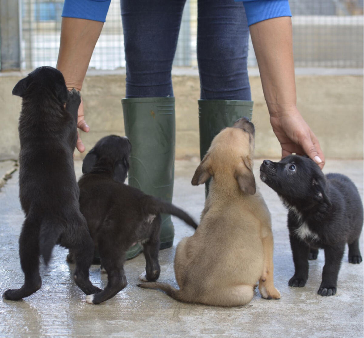 Un canile per la città di Nettuno, il Comune cerca un terreno idoneo - 