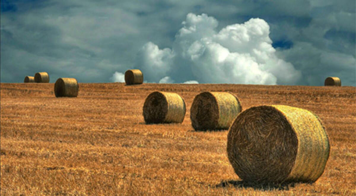 Agricoltura, la Regione stanzia 30 milioni di euro per incentivare quella bio - 