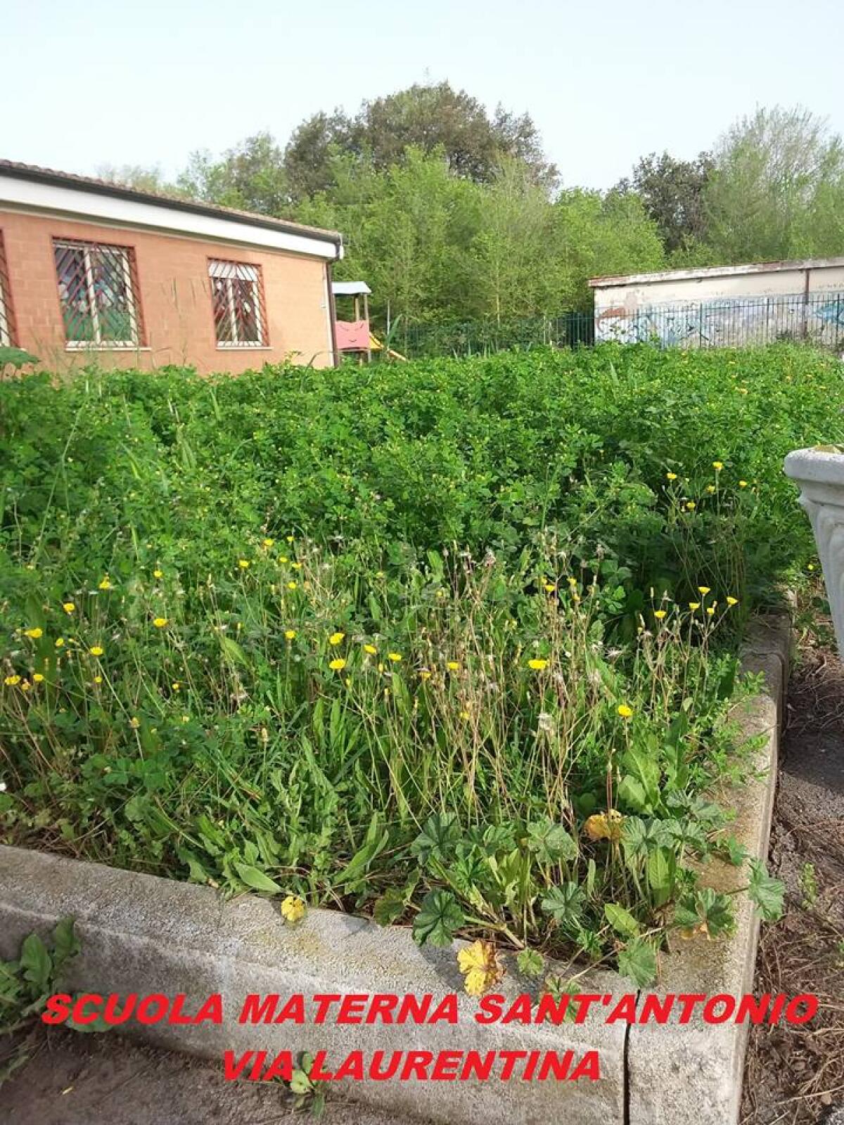 Ardea, scuola ricoperta dall'erba alta. Genitori protestano - 