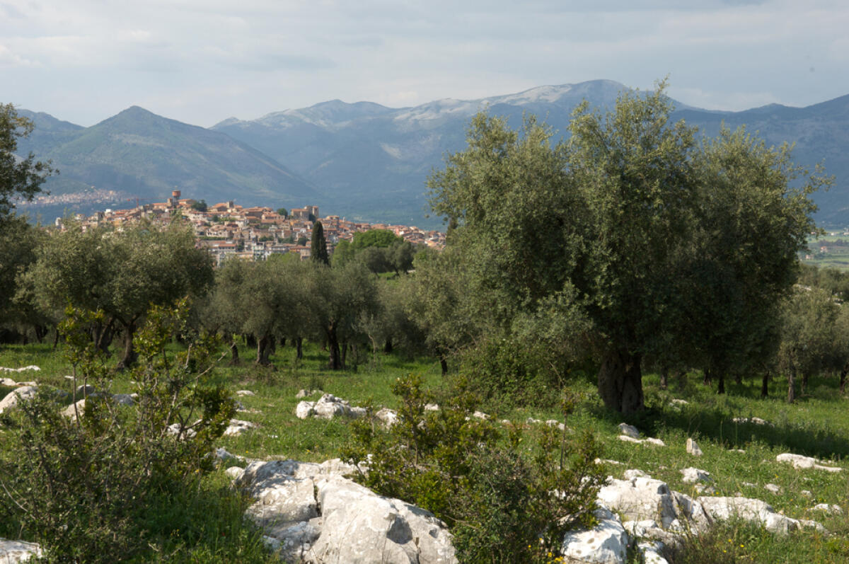 Torna il Palio del Tributo a Priverno - 