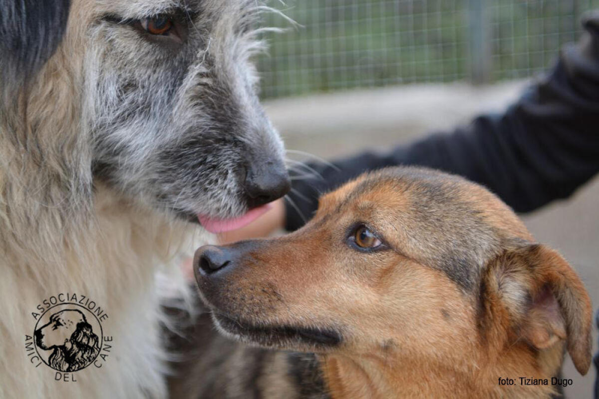 Canile di Latina, avviato il confronto tra associazione e Comune - 