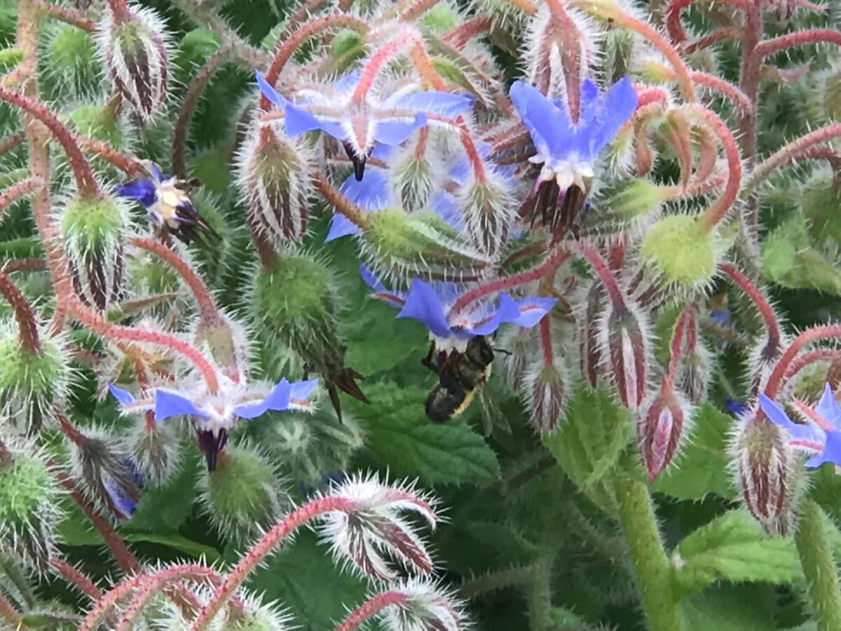 Aprilia - "Ortoterapia in via Giustiniano, un fiore all'occhiello per la città" - 