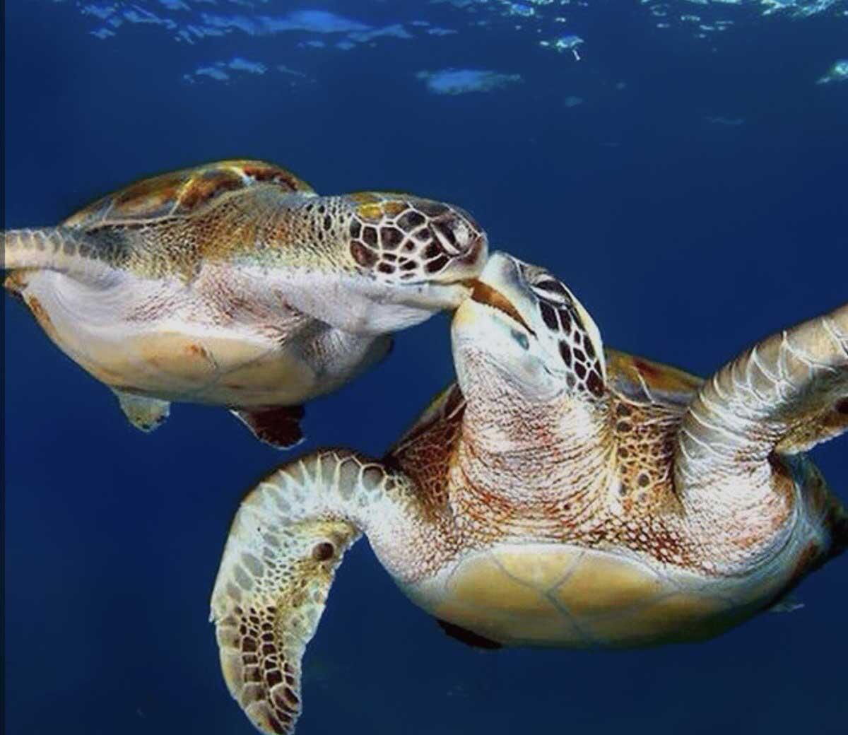 2 Caretta caretta tornano sulla spiaggia di Lido dei Pini, Muzio e Algida salvate dalla rete TartaLazio - 