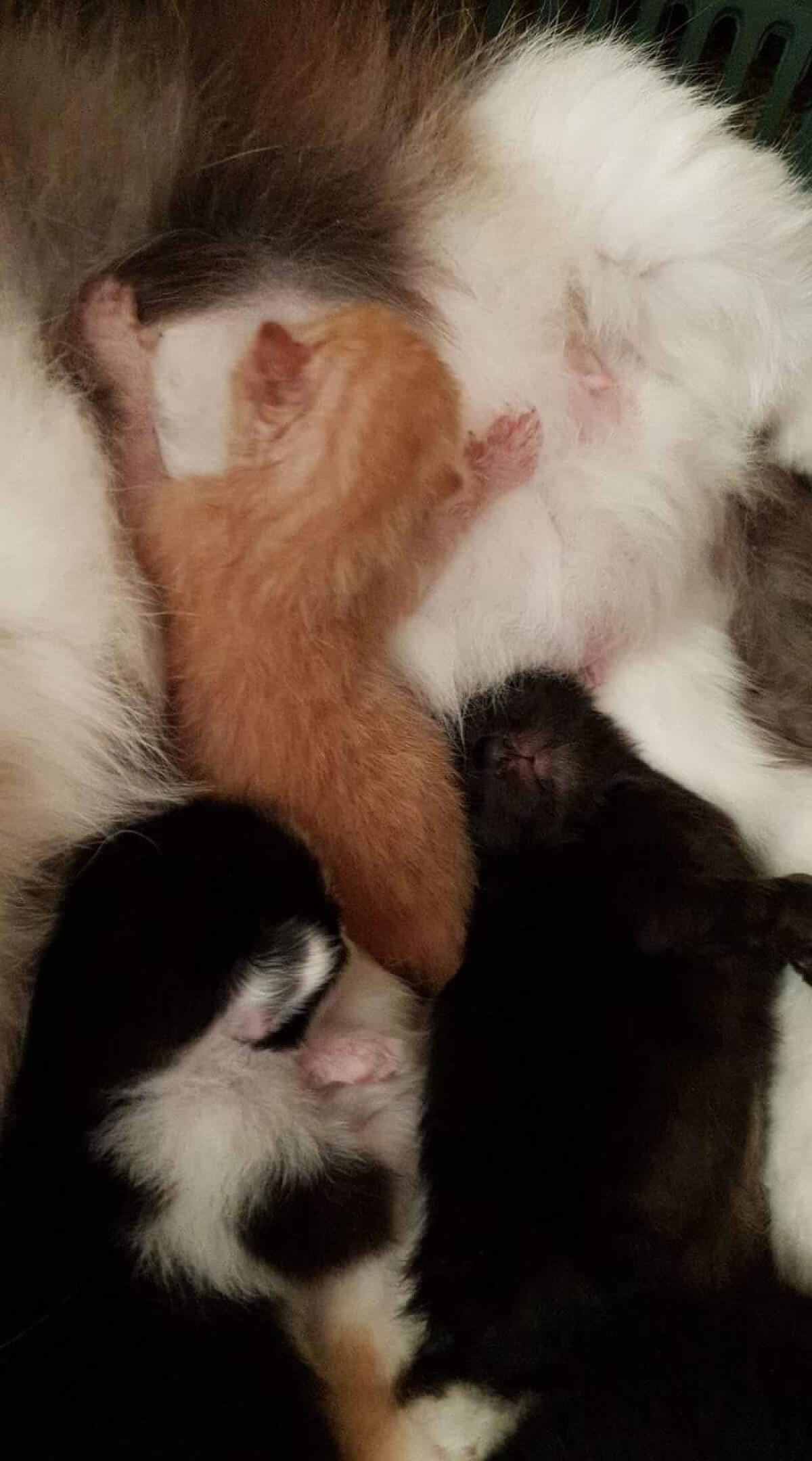 Micetti abbandonati ad Aprilia, si cerca una mamma gatta per salvarli - 