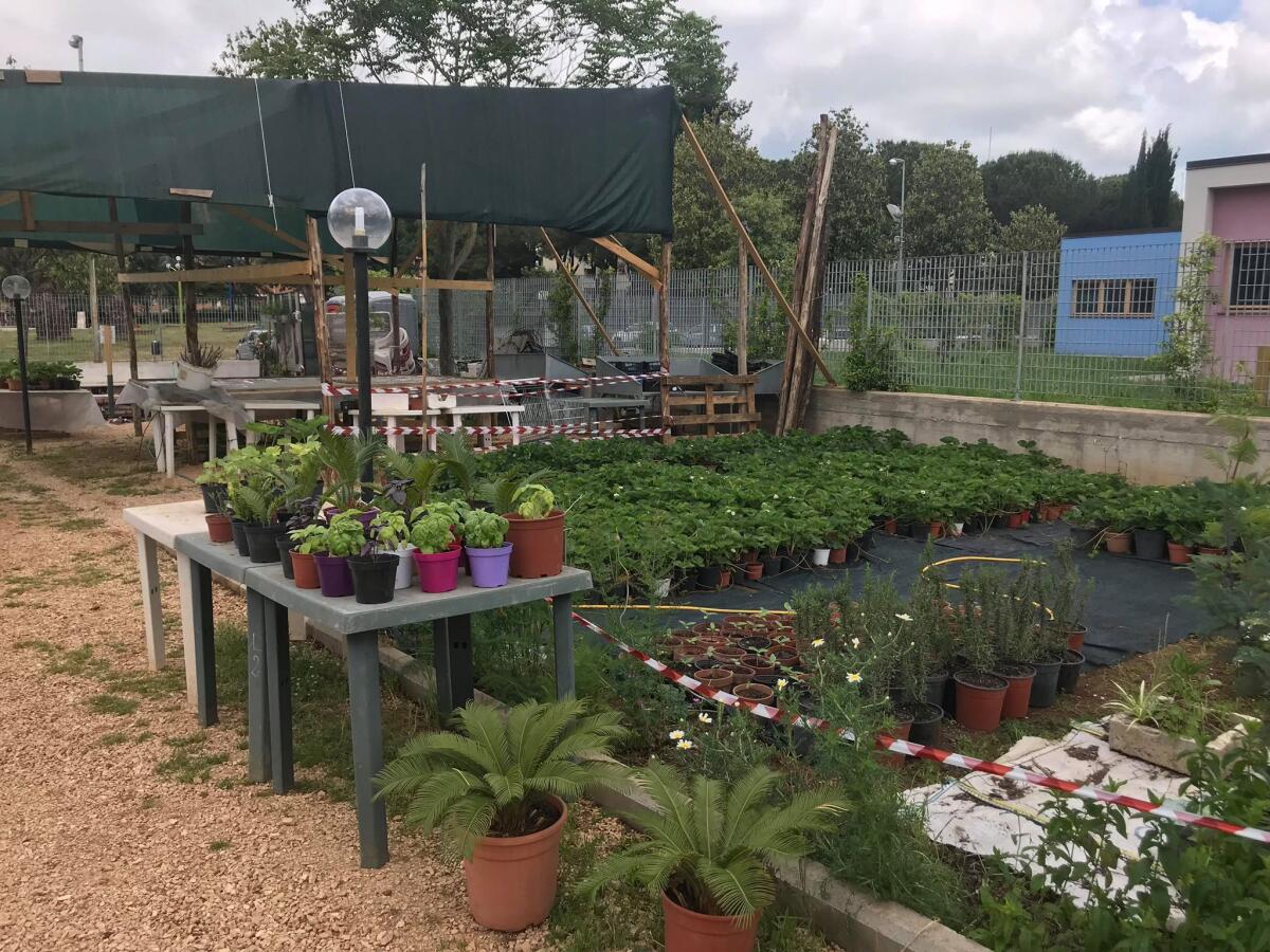 Termina con la consegna degli attestati il corso di ortoterapia presso la serra fotovoltaica di Aprilia - 