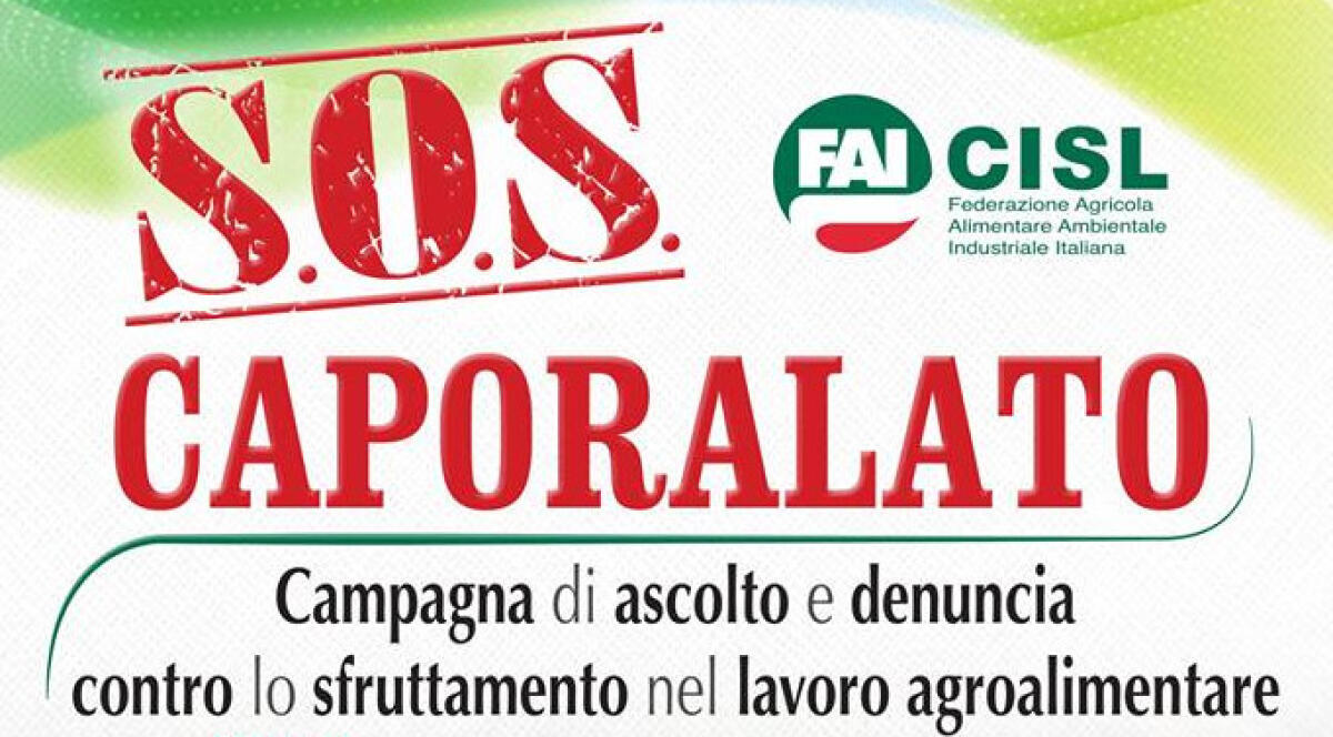 Sfruttamento nelle campagne: la Fai Cisl di Latina presenta il Numero Verde nazionale gratuito. - 