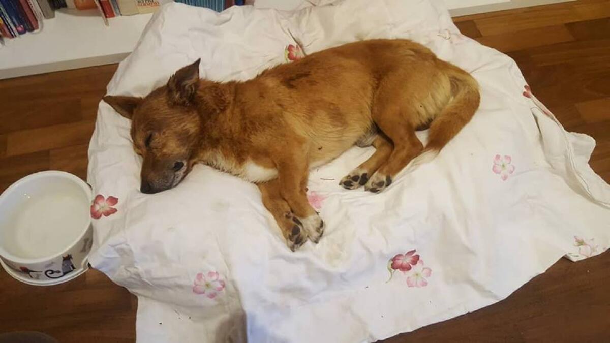 Lucky, l'associazione Amici del Cane di Latina pronta a costituirsi parte civile - 