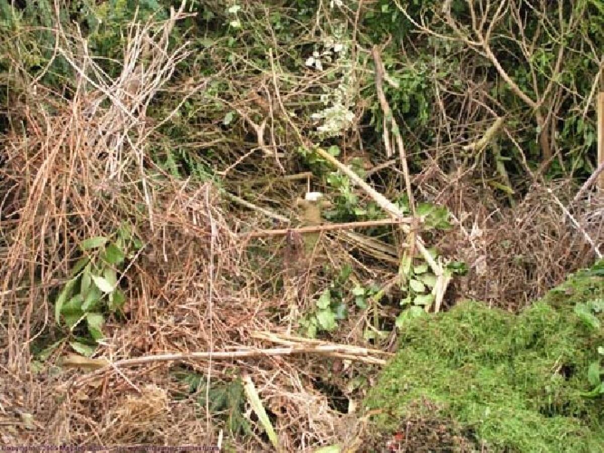 Aree incolte a rischio incendi ad Aprilia, le segnalazioni da via Marsica e via Mascagni - 