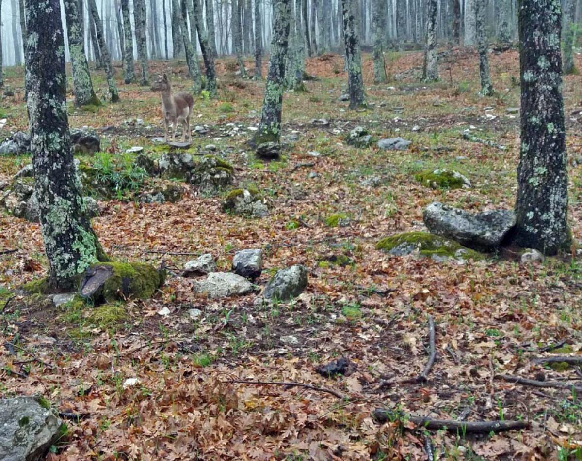 Testa mozzata ad un capriolo, il Parco Monti Ausoni installa foto-trappole - 