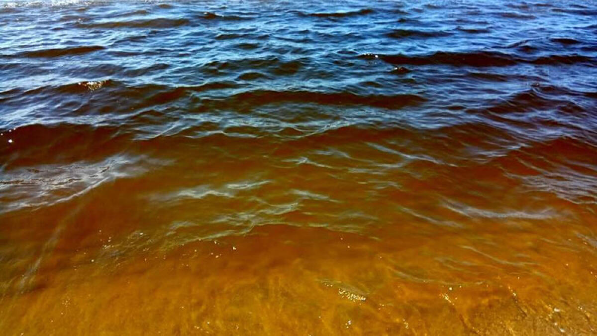 ARDEA - Il presidente della Commissione Ambiente, Nobili: “Episodi su fossi e alghe in mare non collegati”. - 