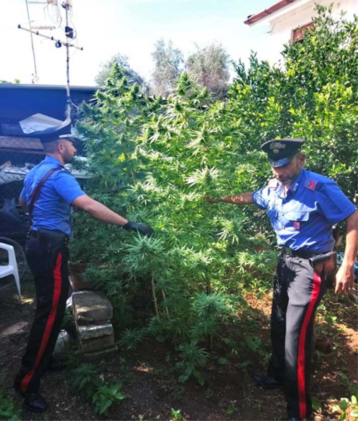 Deteneva in casa 8 piante di marijuana: denunciato un 68enne di Sezze. - 
