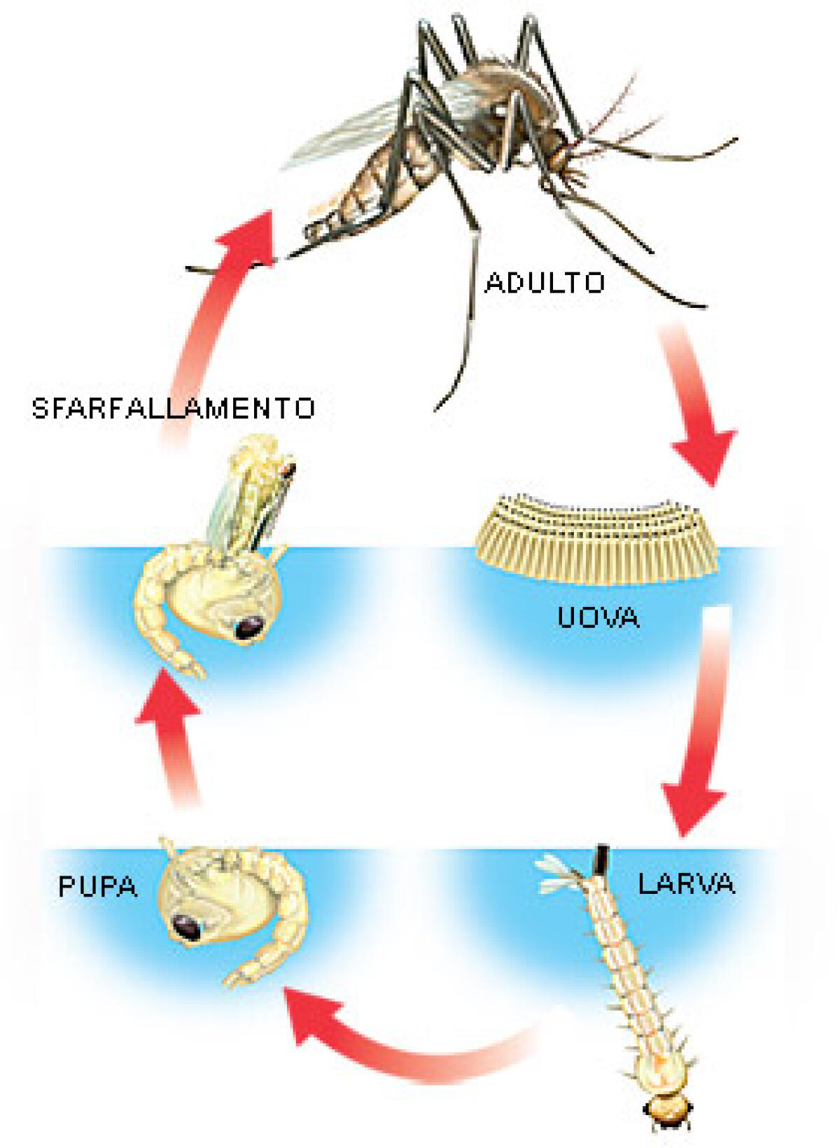 Disinfestazione notturna antizanzare a Cisterna: avvertenze e consigli - 