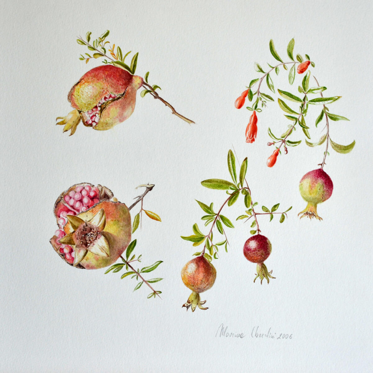 A Latina al via il corso “Piante Spontanee e Frutti Dimenticati”. - 