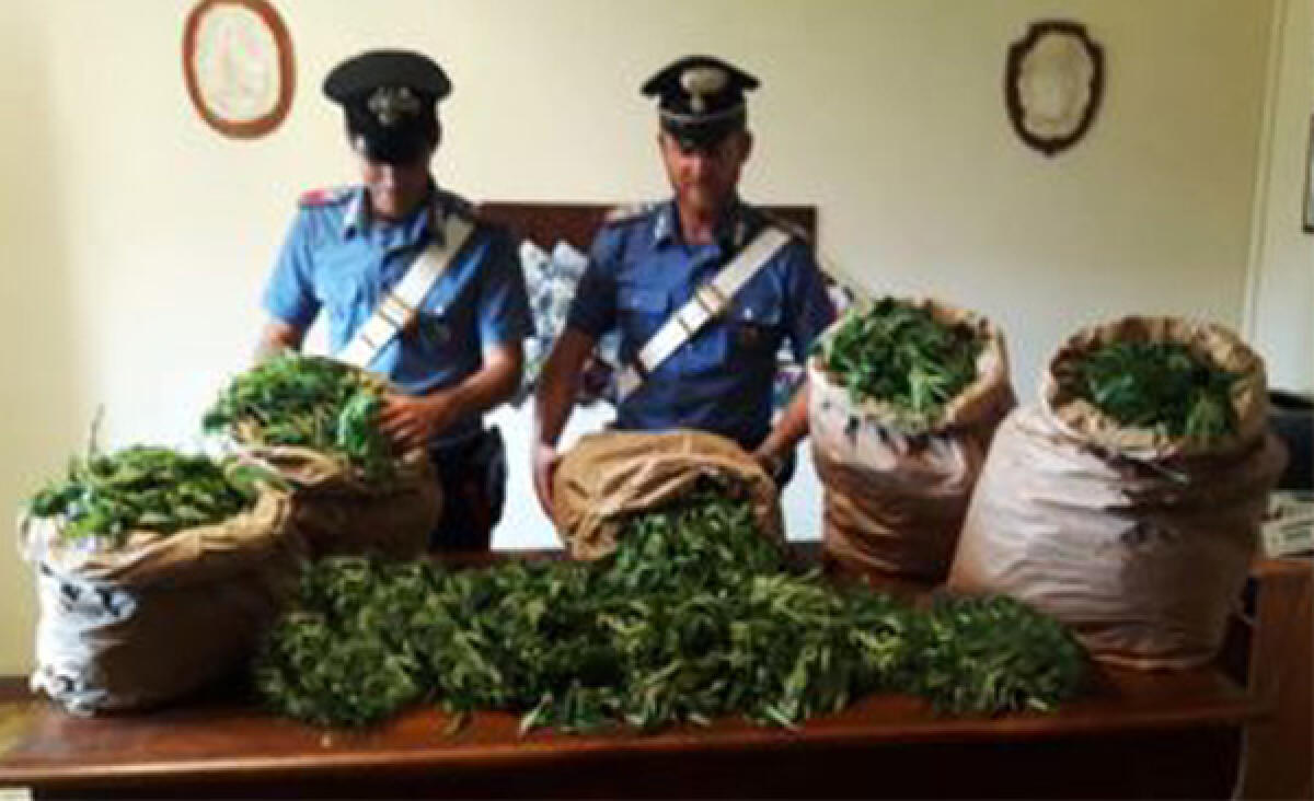 23 chili di marijuana sequestrati a Rocca Priora: in manette un operaio edile disoccupato. - 